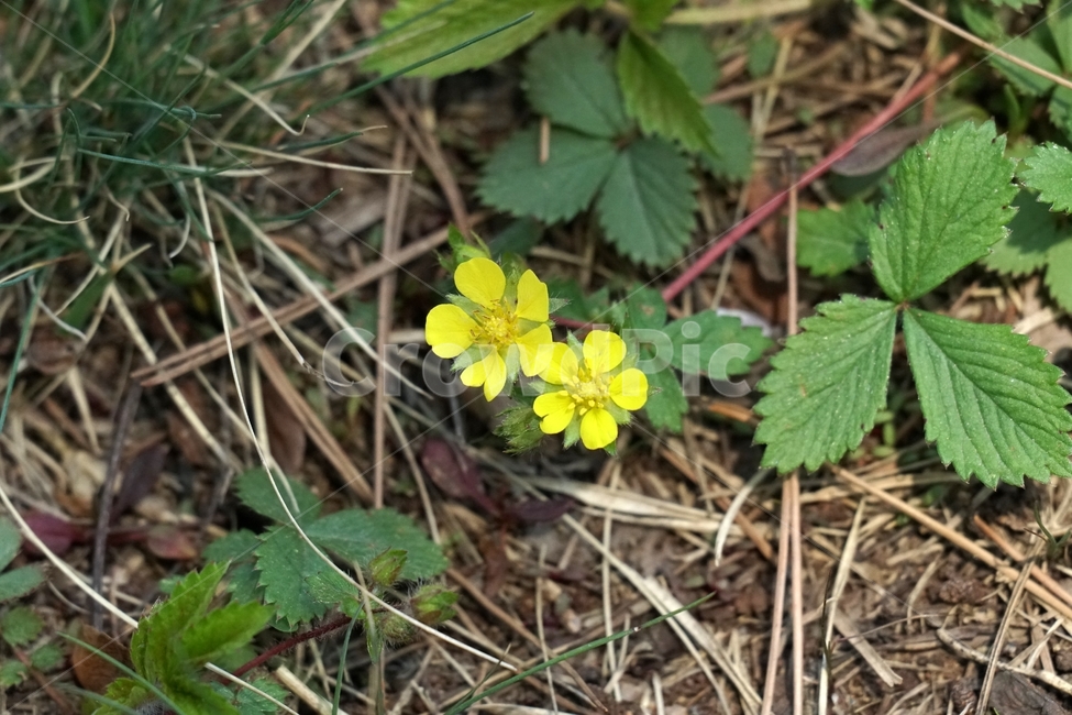 꽃,꽃사진,플라워,flower,봄,봄꽃,spring,식물,plants,자연,nature,풍경,landscape,계절,season,snap,스냅,접사,macro,closeup,클로즈업,감성사진,감성,힐링,healing,느낌,feel,feeling,꽃밭,화단,나무,나뭇가지,tree,3월,March,이파리,잎사귀,양지꽃,한국자연,식물,자연,plants,nature,꽃,flower