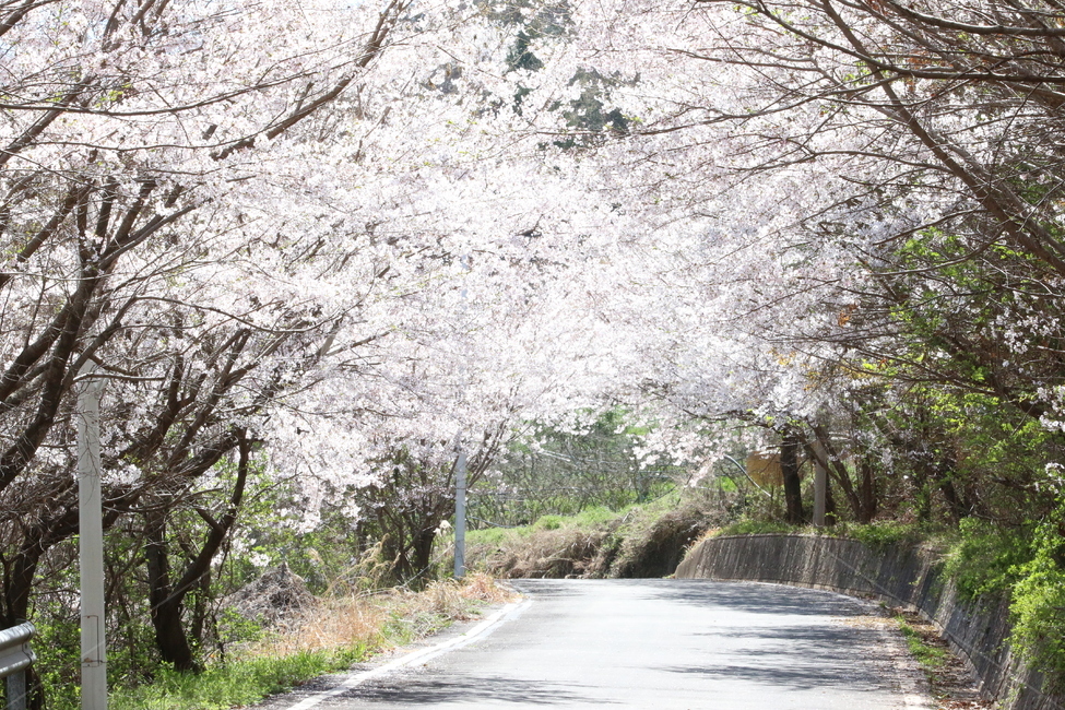봄,벚꽃,산책로,힐링,여유,봄,계절,spring,season,식물,자연,plants,nature,꽃,flower