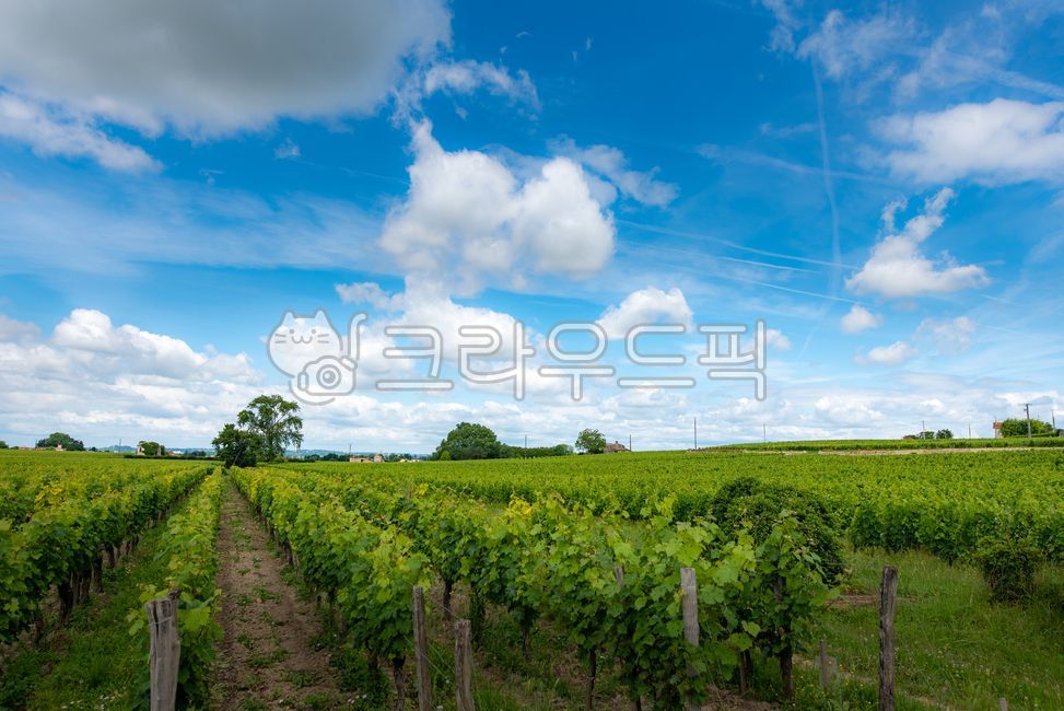 유럽,europe,프랑스,france,생떼밀리옹,saintémilion,saintemilion,와인마을,winevillage,세계문화유산,worldheritage,포도밭,vinyard,wine,와인,보르도,보르도와인,bordeaux,bordeauxwine,프랑스남부,마을,villige,감성,느낌,경치,landscope,자연,nature,outdoors,옥외,farm,농장