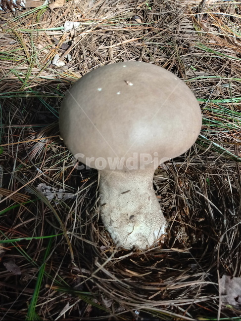 버섯,진군류,mushroom,fungus,식물,버섯,mushroom