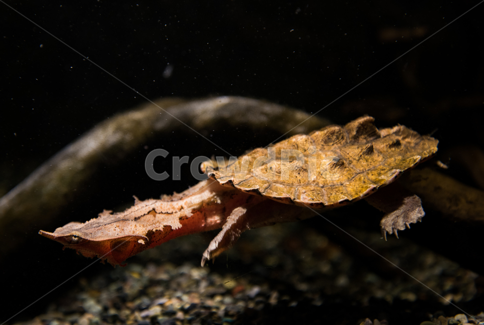 마타마타거북,거북,담수,아쿠아리움,수족관,동물,animal,파충류,양서류,reptile,amphibian