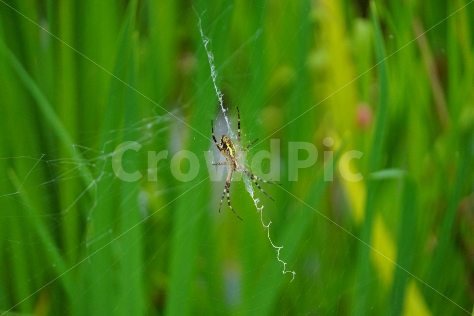 거미,곤충,거미줄,벌레,동물,스파이더,자연,spider,insect,nature,풀,식물,갈대,animal,계절,season,감성,접사,macro,풍경,landscape,동물,animal,곤충,벌레,insect,bug