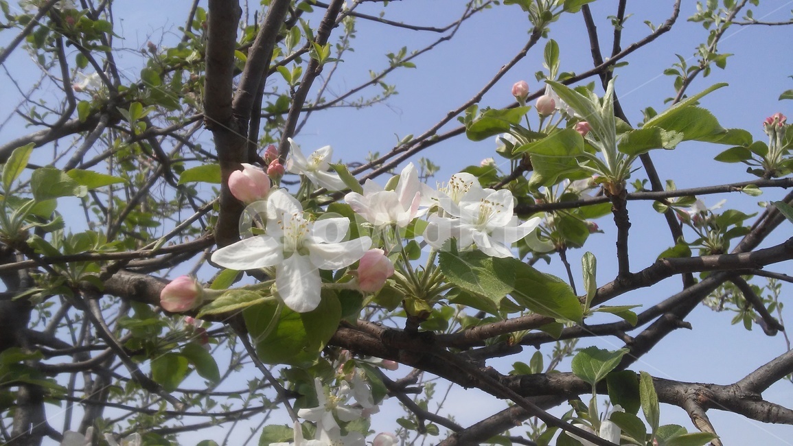 사과나무,임과,林果,낙엽활엽교목,과수,식물,자연,plants,nature,꽃,flower