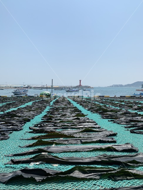바다,예쁜바다,해풍,해안마을,해풍다시마