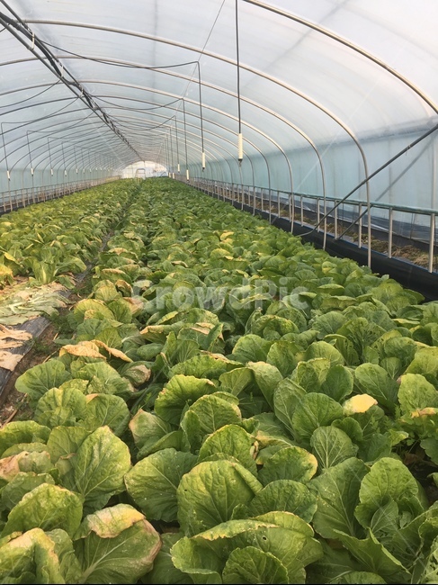배추,하우스,배추밭,가을,배추농사,농업,농사,agriculture,farming,farming industry