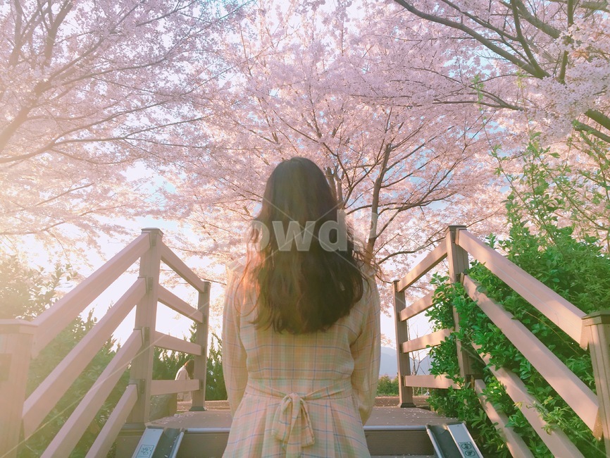 벚꽃,뒷모습,봄,풍경,인물,자연,벚꽃나무,상반신,여자,봄,계절,spring,season,사람,인물,인간,human,person,여성,여자,woman,female,lady,banister,난간,handrail,plant,식물