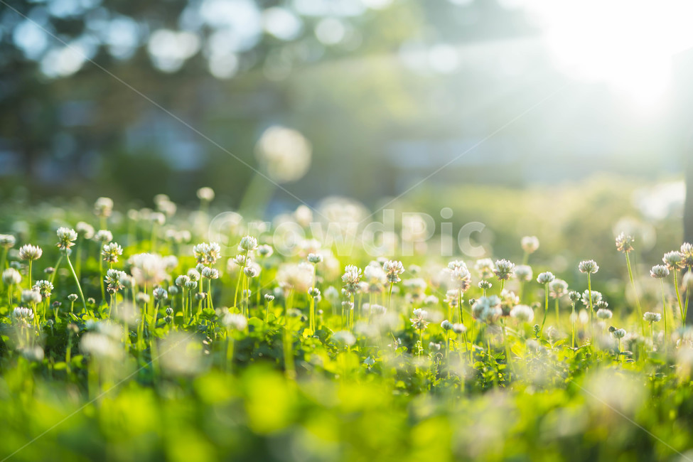 노을,클로버,풀밭,꽃,flower,행운,식물,자연,plants,nature,꽃,flower,감성,sensible,feeling,휴식,힐링,rest,relaxation,healing