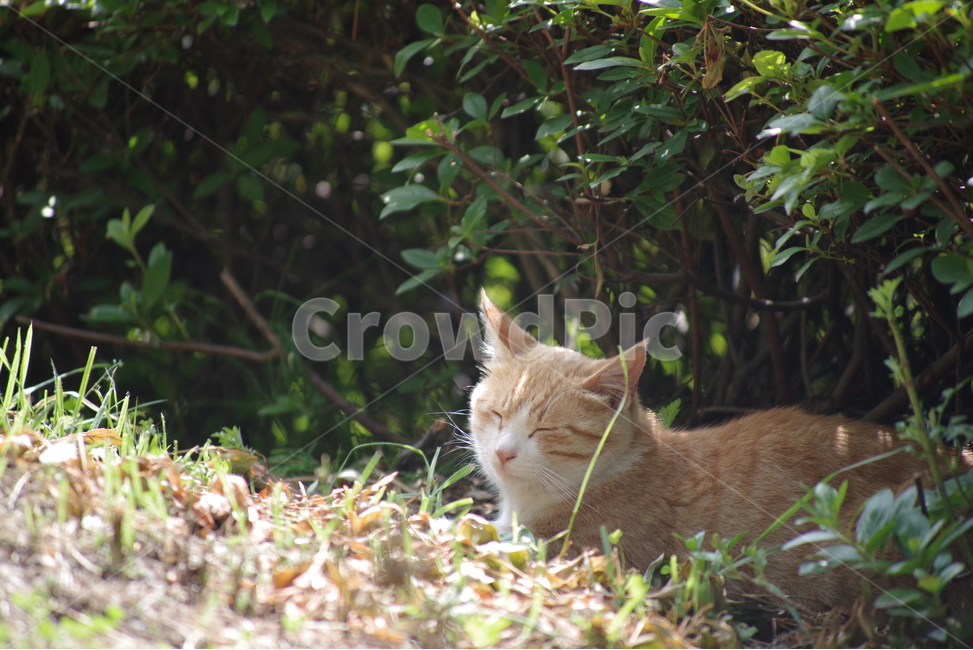 고양이,길냥이,동물,스냅,길거리,냥이,cat,animal,photography,photo,줄무늬,태비,배경사진,코숏,코리안숏헤어,동물,animal,포유류,mammal,고양이,cat,kitten,kitty