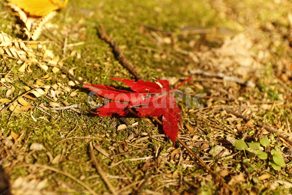 가을,단풍,잎,풀,흙,자연,가을,계절,fall,autumn,season,leaf,plant,식물,tree,나무