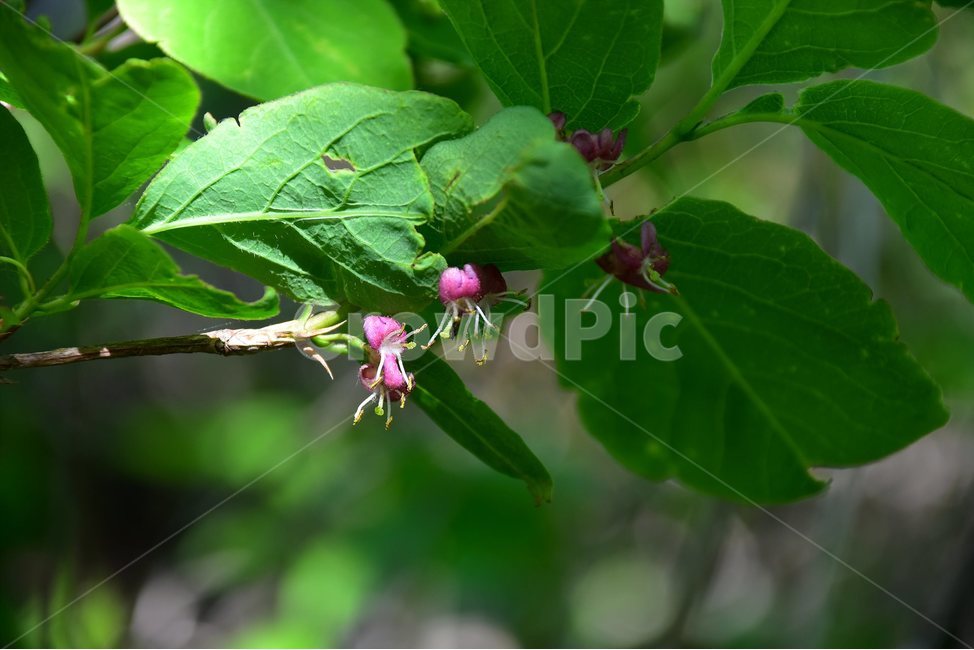 홍괴불나무,야생화,꽃,식물,자연,생태,플라워,flower,plants,nature,식물,자연,plants,nature,꽃,flower
