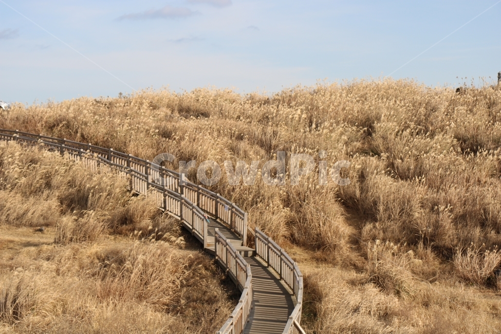 억새,억새밭,가을,풍경,자연,가을,계절,fall,autumn,season,자연,풍경,nature,landscape,bridge,다리,boardwalk,산책로,building,건물,plant,식물,grass,잔디