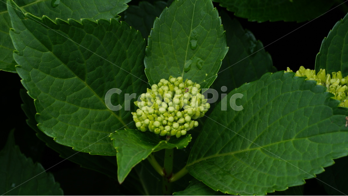 수국,꽃,꽃사진,식물,자연,식물,자연,plants,nature,꽃,flower