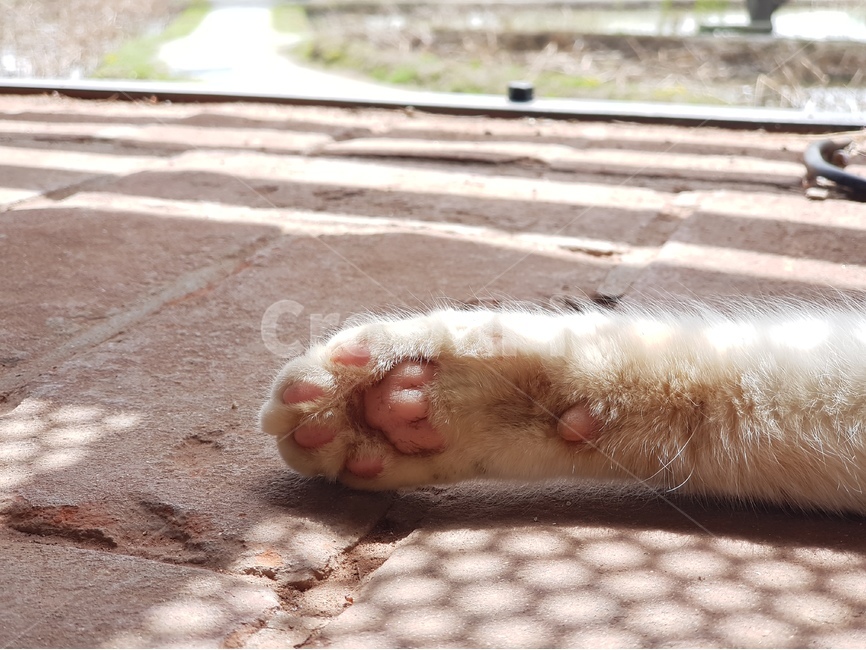 고양이,길고양이,동물,포유류,한가함,누워있는사진,무늬,털,야생,클로즈업,확대,cat,고양이눈,꼬리,발,그루밍,일상,마당,귀여운,cute,animal,mammal,kitten,kitty,동물,animal,포유류,mammal,고양이,cat,kitten,kitty