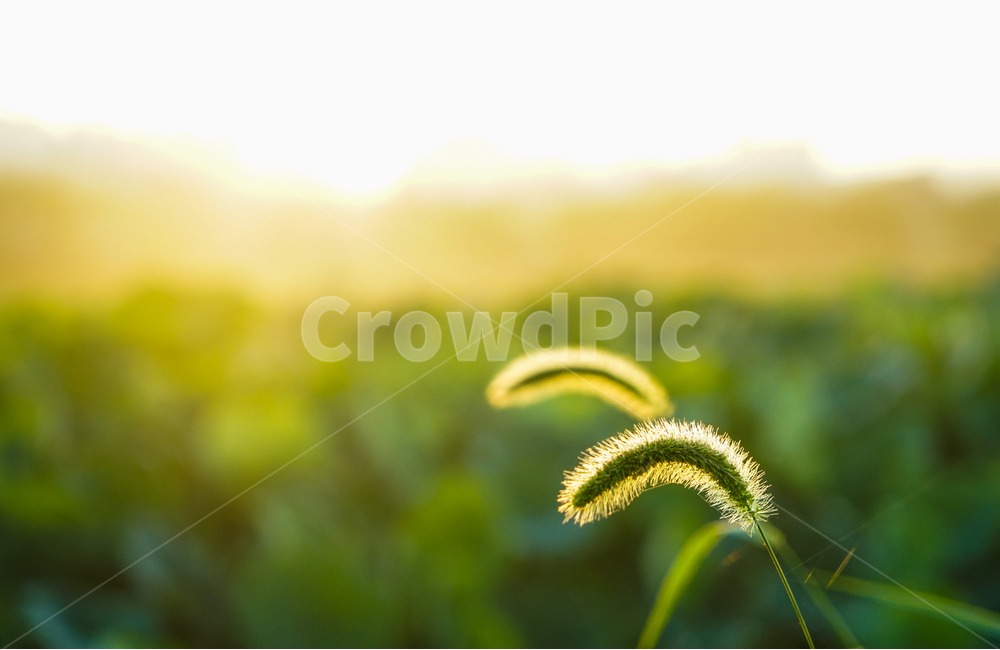 강아지풀,풀,꽃,풀꽃,강아지풀꽃,야생,자연,들풀,식물,자연,plants,nature,감성,sensible,feeling,휴식,힐링,rest,relaxation,healing