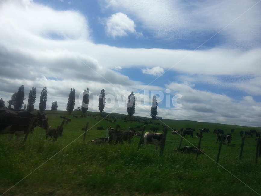 뉴질랜드,초록,하늘,편안한눈,힐링,자연,풍경,nature,landscape,산업,industry,industrial,목축업,목장,livestock farming,ranching,pasture,field,들,grassland,목초지,outdoors,옥외,mammal,포유류,animal,동물,cattle,가축,cow,소,farm,농장,rural,농촌