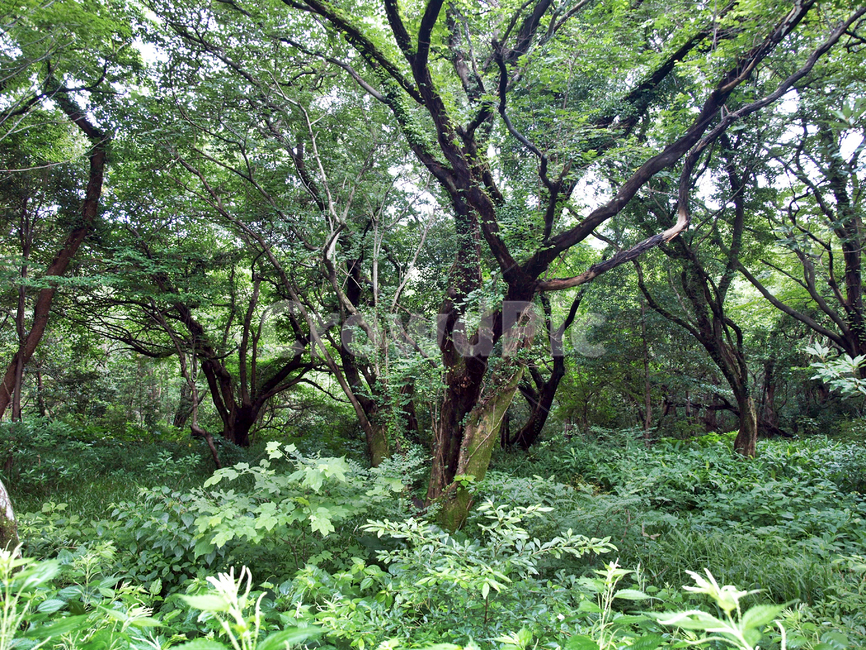 숲,숲길,사려니숲길,제주,자연림,휴양림,힐링,명소,비경,나무,풍경,자연,vegetation,초목,plant,식물,tree,nature,land,땅,outdoors,옥외,forest,woodland,삼림지
