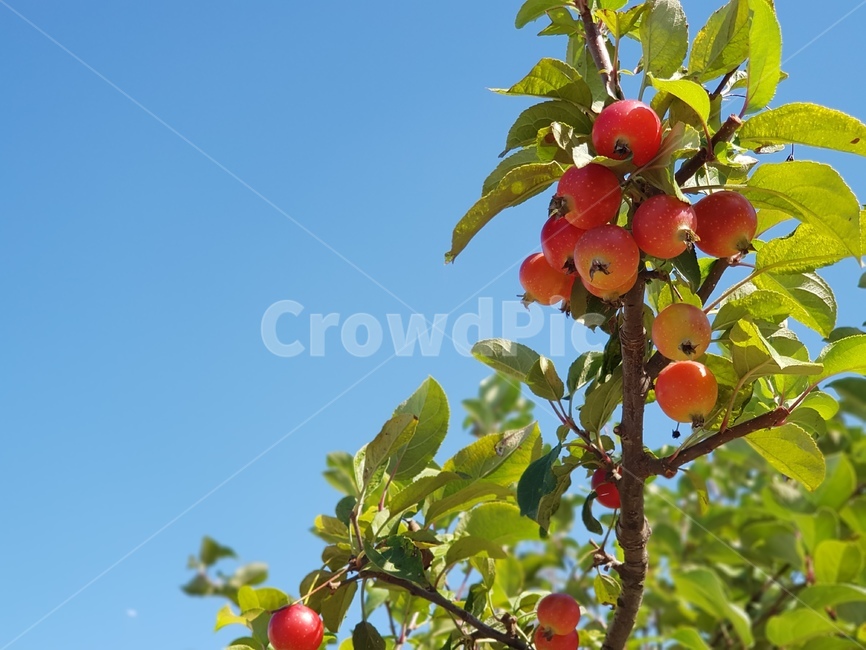가을,사과,나무,애기사과,하늘,식물,식물,자연,plants,nature,과일,열매,fruit