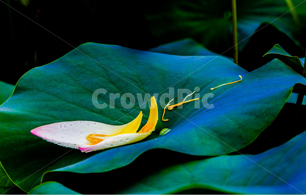 연잎,꽃잎,낙화,문양,무늬,식물,자연,plants,nature,꽃,flower