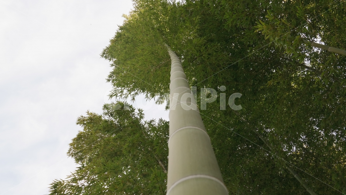 대나무,담양,나무,대통,자연,식물,자연,plants,nature,나무,trees,wood
