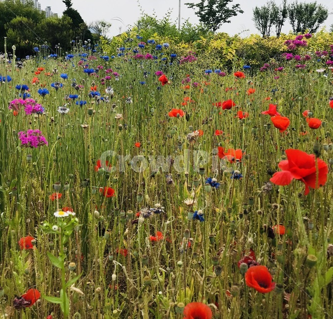플라워,꽃,자연,flower,식물