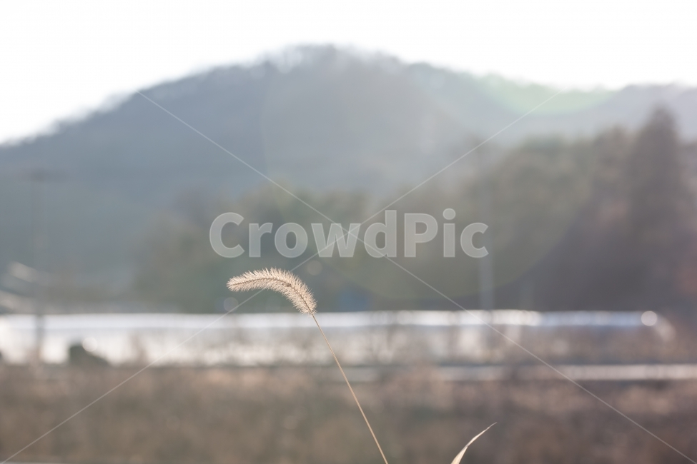 강아지풀,겨울,빛,석양,풍경,foxtail,겨울,계절,winter,season,식물,자연,plants,nature,감성,sensible,feeling,휴식,힐링,rest,relaxation,healing