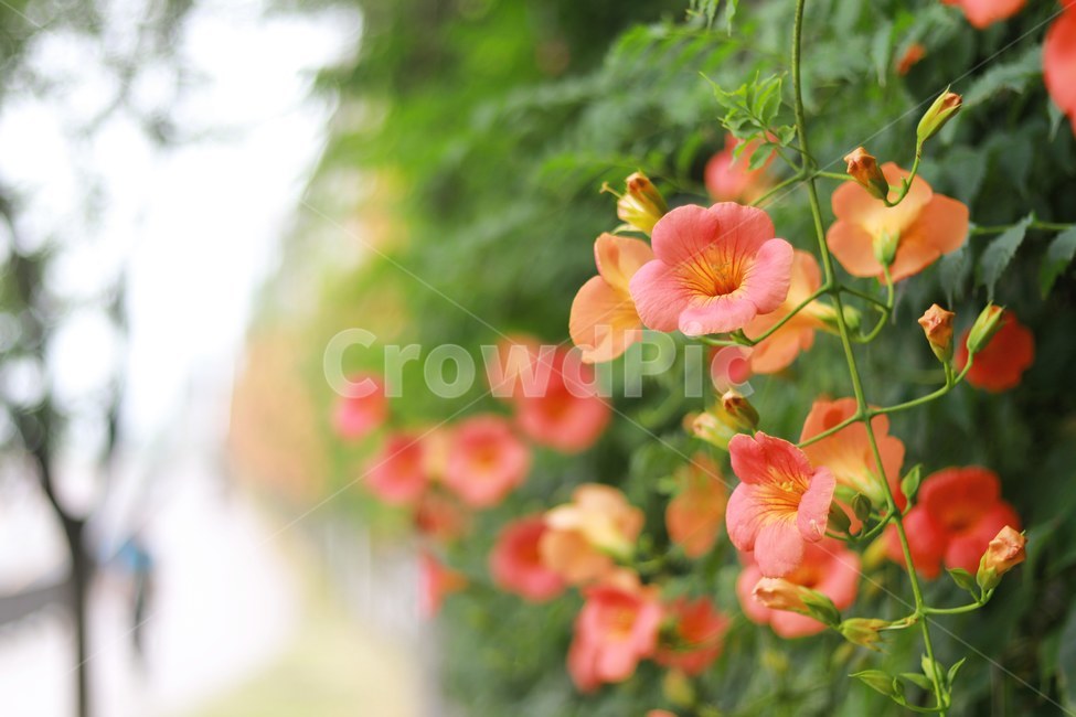 능소화,풍경,꽃,여름,한강,식물,자연,plants,nature,꽃,flower