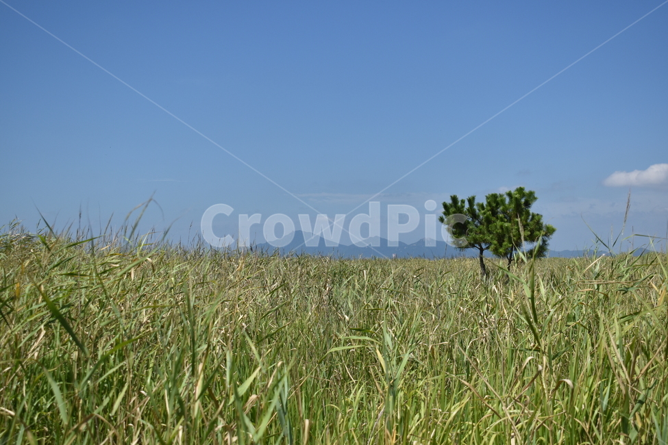 grassland,목초지,outdoors,옥외,nature,자연,plant,식물,field,들,자연,풍경,nature,landscape