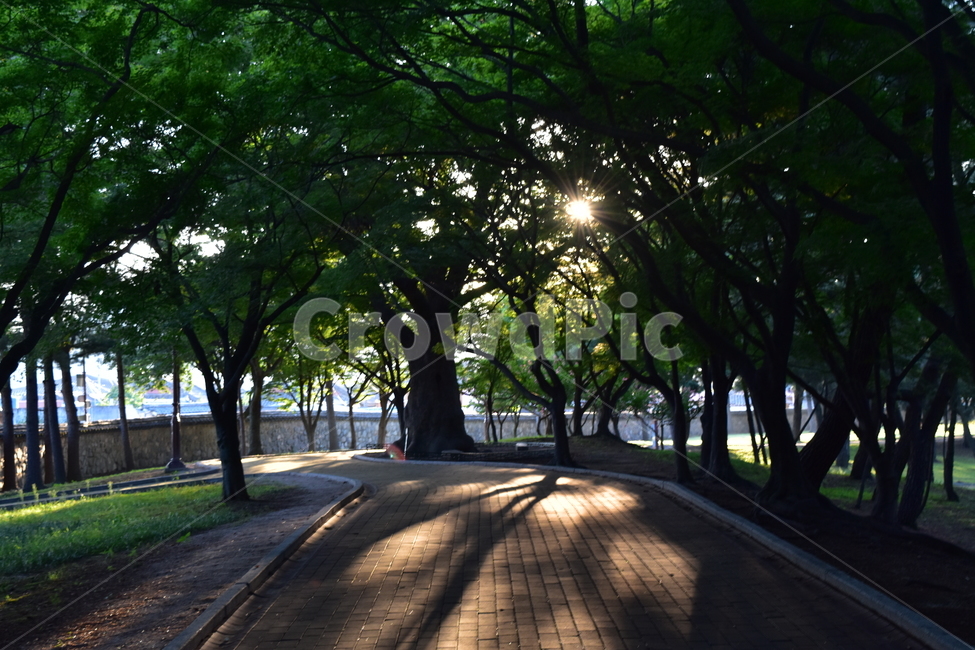 노을,대릉원,잔디,나무,산책,햇살,공원,저녁,오후,나른함,자연,풍경,nature,landscape