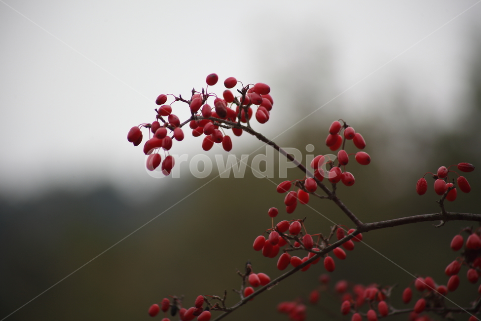 산수유,열매,빨강,가을,japanesecorneliancherry,식물,자연,plants,nature,과일,열매,fruit