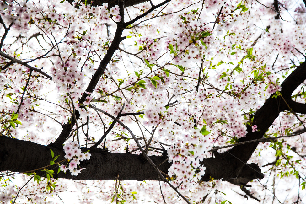 spring,cherryblossoms,pink,warm,벚꽃,분홍색,핑크색,봄,따듯함,plant,식물,flower,꽃