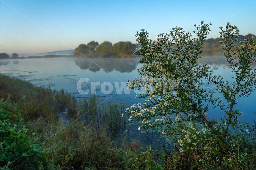 꽃,호수,들꽃,쑤부쟁이꽃,야생화,자연,풍경,nature,landscape,water,물,outdoors,옥외,land,땅