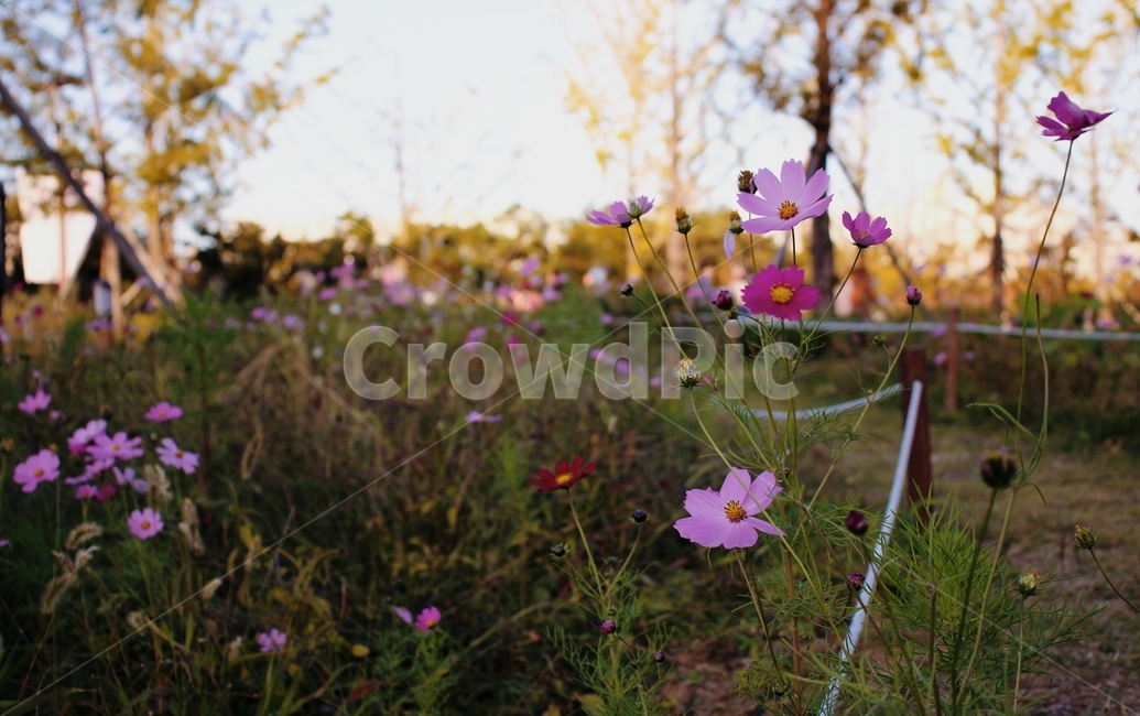 가을,풍경,자연,꽃,코스모스,식물,자연,plants,nature,꽃,flower