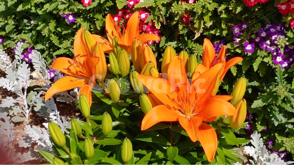 주황색꽃,꽃,식물,자연,flower,nature,plants,spring,식물,자연,plants,nature,꽃,flower