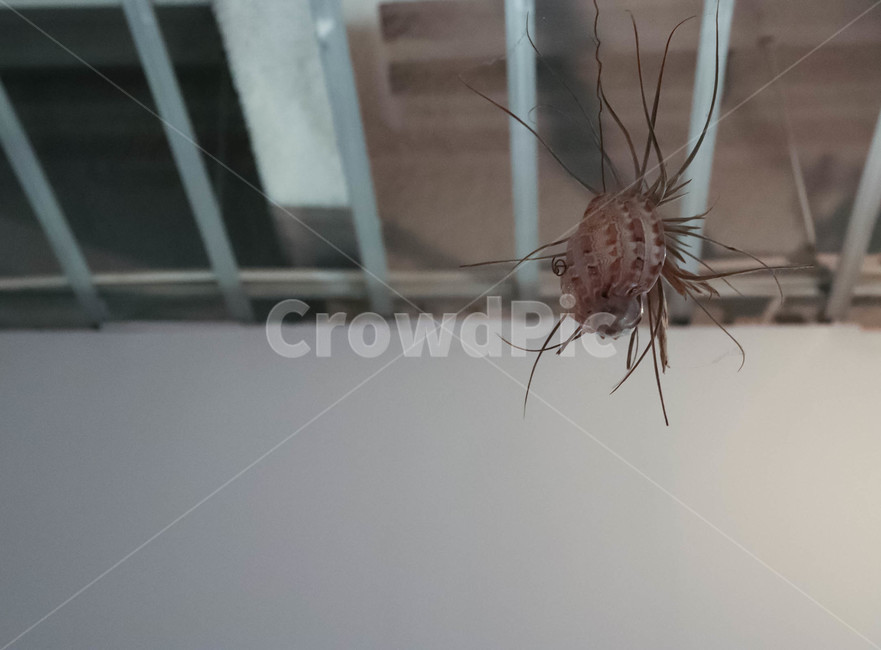 조형물,흰벽,소라,고동,장식품