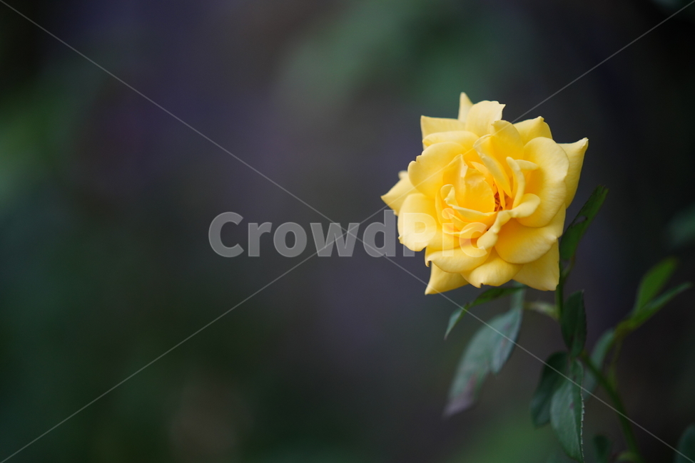 rose,장미,flower,blossom,꽃,plant,식물,생물,노랑색,옐로우,색감,식물,자연,plants,nature,꽃,flower