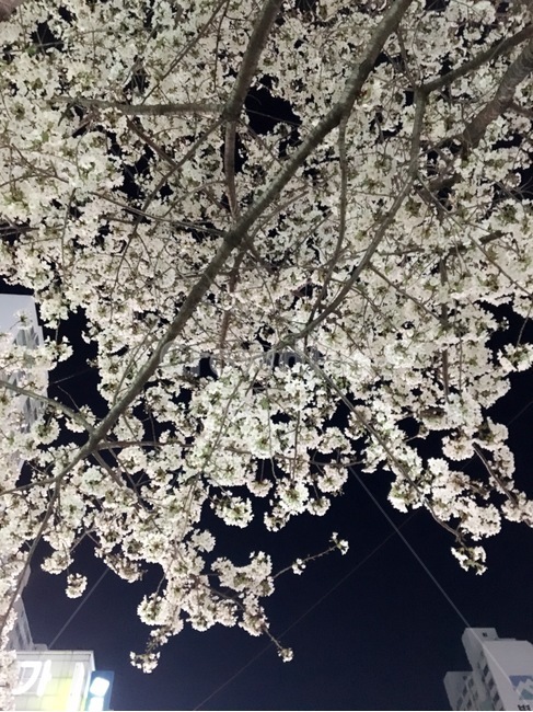 벚꽃,나무,봄,꽃,밤,하늘,cherryblossom,감성,봄,계절,spring,season,야경,밤,풍경,nightscape,night,landscape,plant,식물,flower,blossom,cherry blossom
