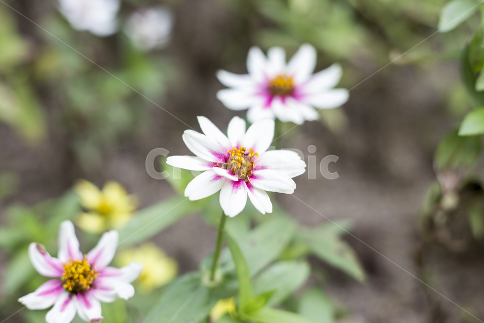 꽃,플라워,flower,꽃말,야생화,정원,공원,park,파크,백일홍,Zinnia,식물,자연,plants,nature,꽃,flower