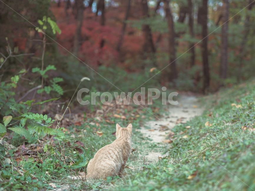 산책로,고양이,cat,야옹이,lane,path,오솔길,길고양이,길냥이,얼룩고양이,숲속,숲,어린고양이,새끼고양이,줄무늬고양이,줄무늬,바라보기,뒷모습,동물,animal,포유류,mammal,고양이,cat,kitten,kitty