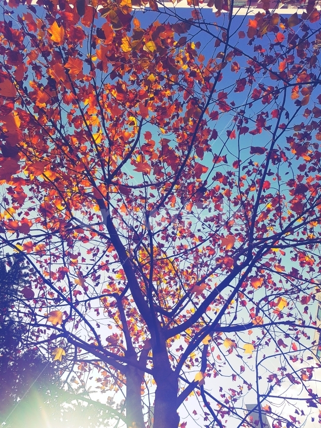 가을,단풍,하늘,빛,가을나무,나무,빨강,주황,파랑,가을,계절,fall,autumn,season,식물,자연,plants,nature,나무,trees,wood