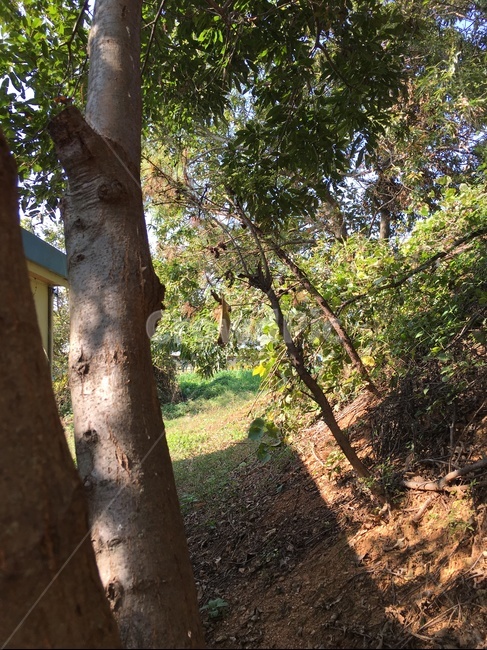 tree,나무,treetrunk,나무줄기,plant,식물,나무,trees,wood