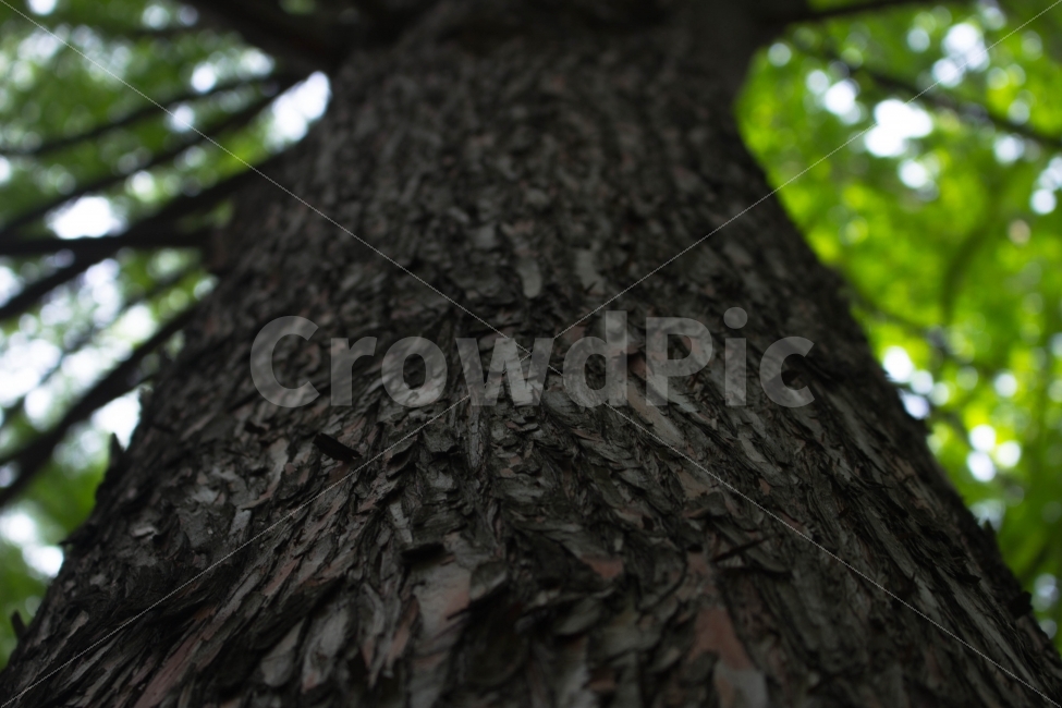 숲,forest,나무,tree,패턴,pattern,초록,보케,풍경,landscape,bark,식물,자연,plants,nature,나무,trees,wood