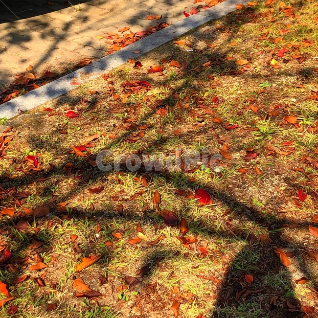 낙엽,가을,풀,그림자,단풍,가을,계절,fall,autumn,season,leaf,잎,plant,식물,tree,나무,ground,바닥