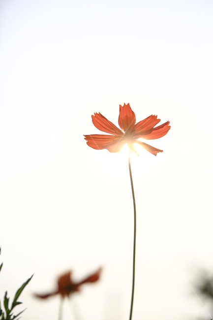 코스모스,가을,감성,꽃,자연,식물,자연,plants,nature,꽃,flower