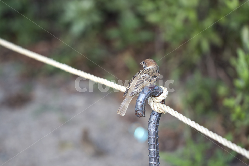 참새,새,조류,동물,깃털,밧줄,동물,animal,조류,새,birds