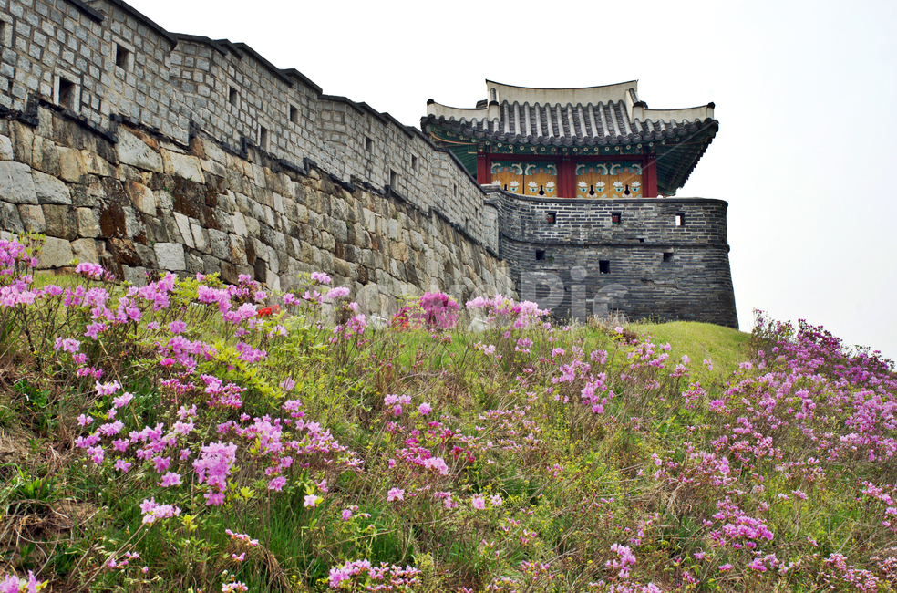 서북각루,수원화성,유네스코세계문화유산,화성,수원,성벽,성곽,철쭉,한국전통,한국문화,korean traditional,korean culture,랜드마크,landmark,tourist attraction,한국랜드마크,한국관광지,한국명소,korea landmark,korea tourist attraction,건축물,건물외관,exterior,building,structure,architecture,construction