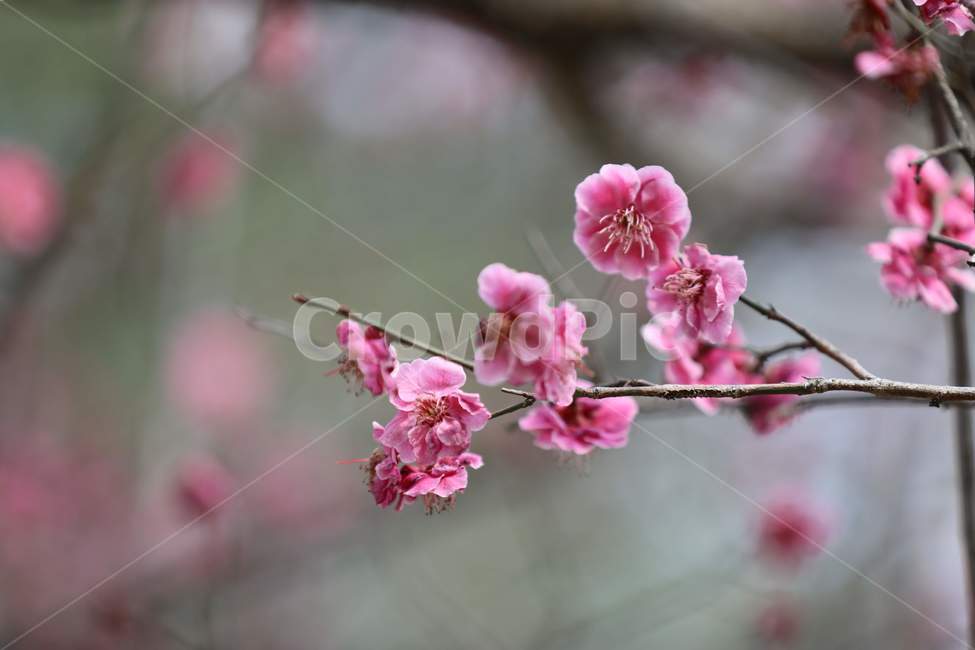 plant,식물,flower,blossom,spring,봄,twig,나뭇가지