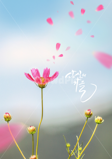 petal,Callie,handwriting,autumn,Emotion,Cosmos,calligraphy,flower