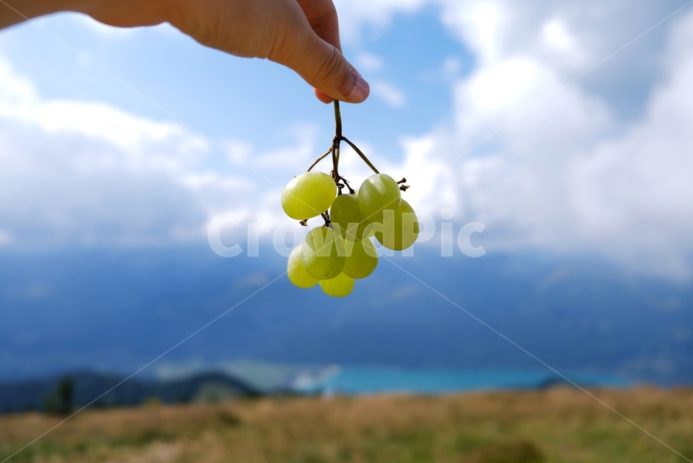청포도,과일,포도,greengrape,grape,청량한,cool,refreshing,green,fruit,outfocus,아웃포커싱,음식,식재료,요리,food,cook,meal,dishes,food reserves,과일,열매,fruit