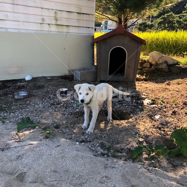 강아지,멍뭉이,댕댕이,백구,진돗개,시골
