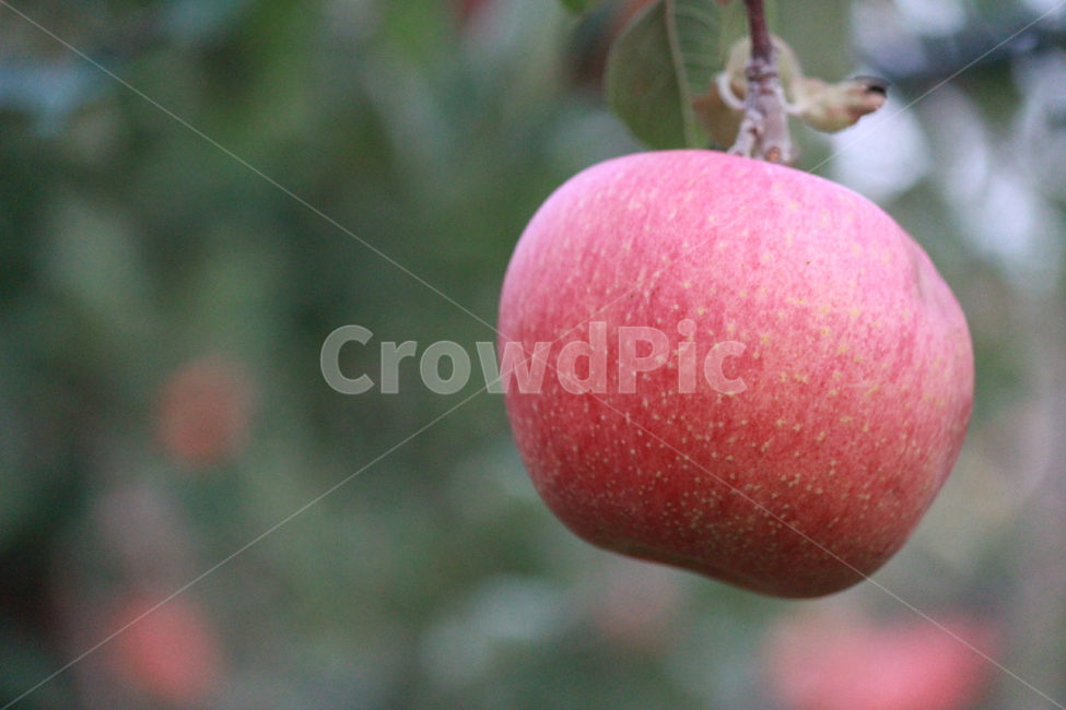 apple,사과,food,부사,음식,fruit,과일,plant,식물,아웃포커싱,과일,열매,fruit